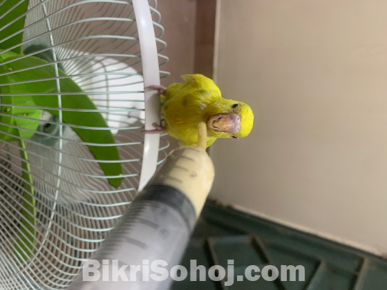 বাজরিকা বাজরিগার Bidgerika